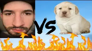 Why dogs destroy stuff?