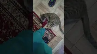 #coco #cat shart video