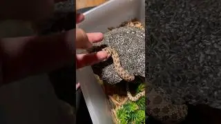 The Hognose That Thinks It's A Cobra