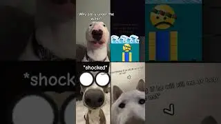 Dog messenger talk lines