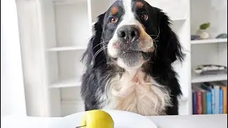 Dog Reviews Different Food | Bernese Mountain Dog Taste Test | Part 1