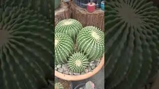 echinocactus grusonii inermis