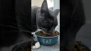 Cats eating Purina cat food - their favorite!