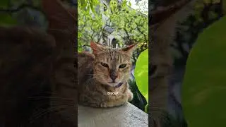 Cat-tastic Mall : The Townie Cats | Alabang Town Center Skyline and Blue Sky | #lovelycat