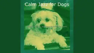 Retro Backdrops for Calm Dogs