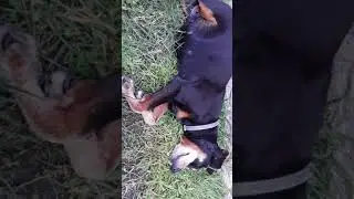 Obese dog