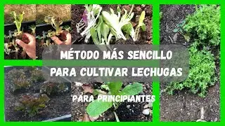 C&oacute;mo PLANTAR LECHUGAS en casa durante TODO EL A&Ntilde;O | UnHuertoMas
