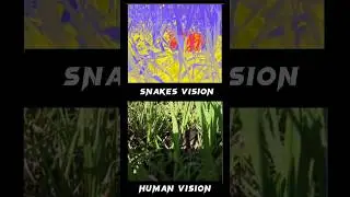 How Do Animals See The World ? | #facts