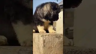 Caucasian shepherd dog puppy #oldies #coversong #singer #vintage #germanshepherd