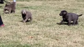 Charcoal and Silver Labrador Retriever Puppies For Sale