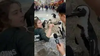 When &lsquo;Fluent English&rsquo; Meets Penguins 😂🐧 | AI Interview Gone Wrong｜英语啥都会？企鹅英语把主持人整不会了 😂&rdquo;｜凡人哥