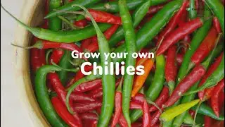 How to Grow Your Own Chillies | Love The Garden UK