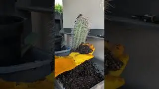 I purchased the tallest cactus species