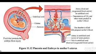 Animal Reproduction and Placenta।Chapter 11 #biology #SSC #HSC 