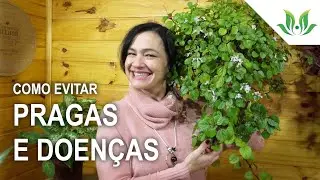 10 formas de evitar pragas e doen&ccedil;as nas plantas