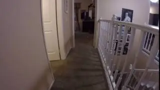 Doggone Fun with a Laser Pointer
