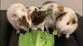 Guinea Pig Family Eating Lettuce