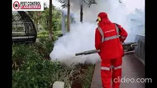Fleas Control Canberra | Fleas Control in Canberra | Canberra Fleas Control Services