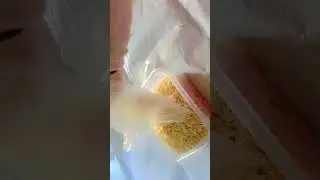 Brown Rice 🌾 Falling/Raw Rice Eating Asmr/ #food #asmr #satisfying #challenges