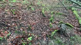 Dog walking Loki Castle Eden dene pt2