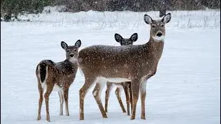 Canadian winter #canada #animals #deer #snow #viralvideo #viral #youtube #thailand #usa #viral #yt 