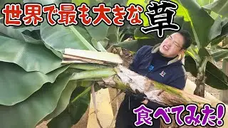 世界で最も大きな草、食べてみた