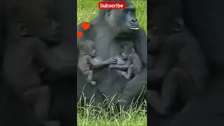 Bon manush