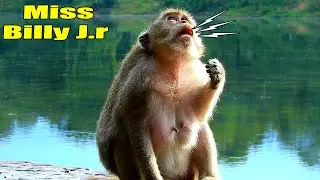 Poor Mom! Monkey Bertha Still L-ooks Around Her Family Because She Misses Her Baby So Much.