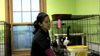 Humane Society Volunteer