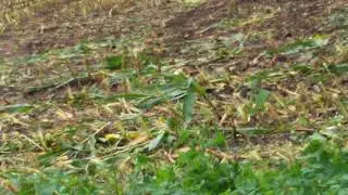 Maish&auml;ckseln nach sturm