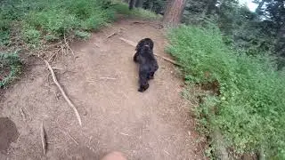 Ooops! Miss Scarlett Goes Off Trail!- Tree SpringTrail
