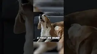 Beagles Can Make 3 Different Sounds!
