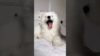 Samoyed dog|Samoyed dog puppy|Samoyed dog barking|Samoyed howling #samoyed #dog