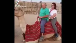 When a fat person sits on a camel #shorts #funny #camel #animals #fatman #tiktok #tiktokvideo
