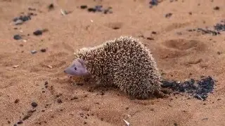 Echinops telfairi (Lesser hedgehog tenrec)