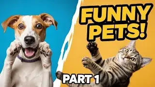 DOG & CAT CHAOS COMPILATION! - Part 1