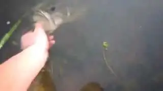 How to catch a 3 pound bass with your hands