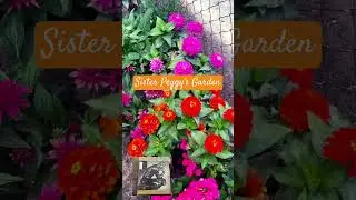Sister Peggy&rsquo;s Garden 🪴 and sister Kathy&rsquo;s seedlings 🌸🌺 I watered this morning.