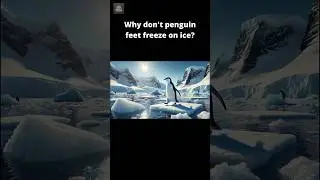Why Don&rsquo;t Penguins' Feet Freeze? The Surprising Blood Flow Trick!