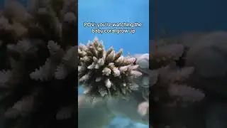 They're all grown up🥲💙 #4ocean #ocean #reef #coral #coralreef #conservation