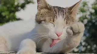 Sunbathing & Grooming: A Cat&rsquo;s Daily Ritual