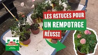 Conseils pour un rempotage r&eacute;ussi (rosiers nains)
