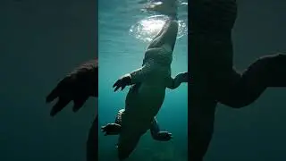 Mother Crocodile's BRUTAL Choice: Hunt, Protect, Survive