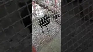 smart crow .умная ворона