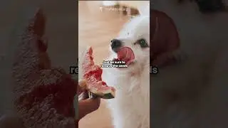 Surprising Human Foods Dogs Can Eat! 🍉🐶 | Healthy Treats for Your Pup