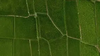 Stunning Drone Footage of Rice Field Plantation | Free Stock Video