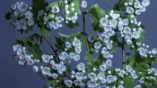 How a flower makes. 4k video