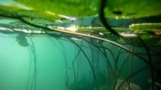 Photo : plong&eacute;e dans les eaux de nos rivi&egrave;res avec Kristof Guez
