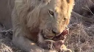Young Lion Cleans Teeth on Warthog Skull