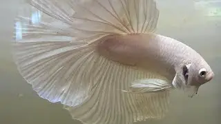 Fish room update!! (elly's freshwater fish)